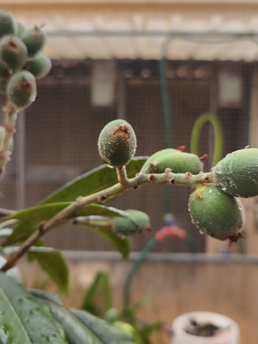 Pohon Kiwi dihalaman belakang rumah #pohon #buah #tanaman #halamanrumah #fyp 