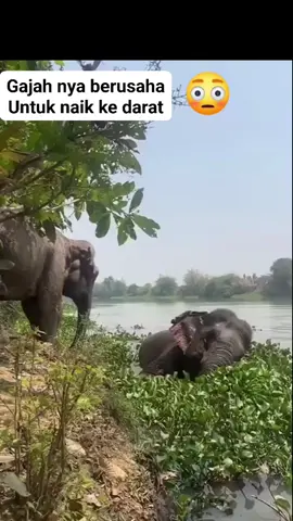 #gajah#fyp