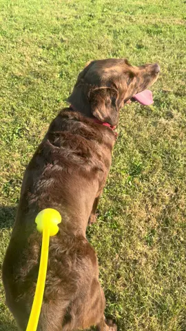When a ball thrower doubles up as a back scratcher 😂 when a dog has an itch, it comes in handy! Cute boy loves his strokes…. Even if it’s from a piece of plastic haha! #dog #dogsoftiktok #dogsvideo #fyp #dogs 