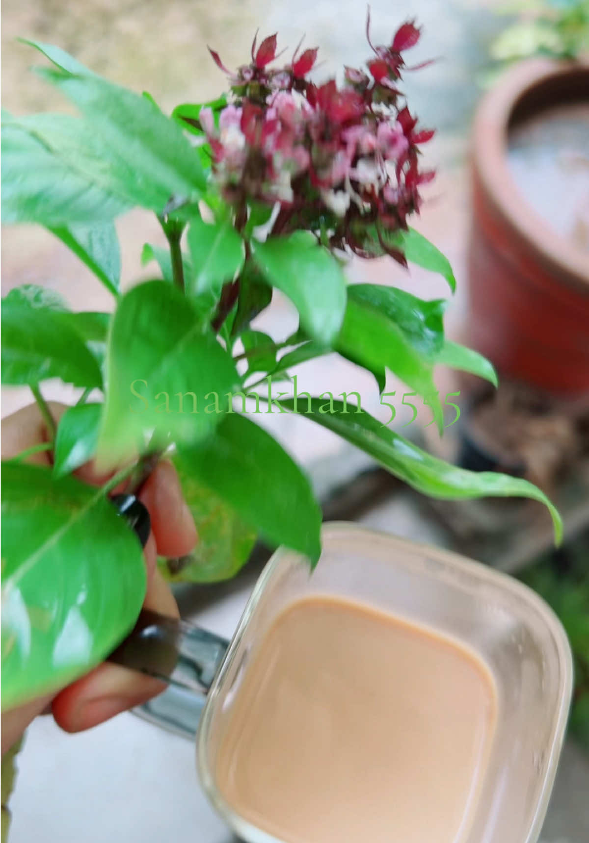 #NiazBoo #Tulsi #Rehan #HerbalBenefits #SanamKhan5555 