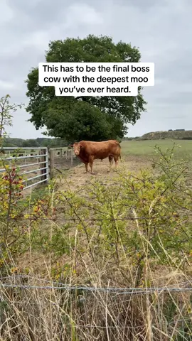 The earth vibrates when he moos #bull #cow #finalboss 