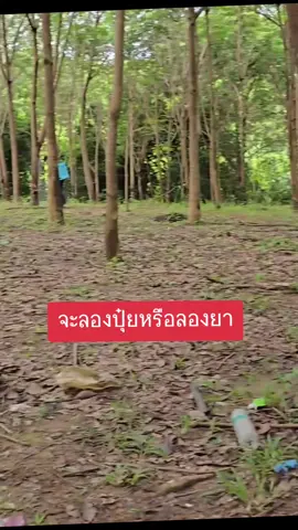 พูดผิดค่ะ กรีนพาเวอร์ทาเอา  ถามว่าอันไหนดีสุด ให้น้ำหมักปลาทะเล แต่เพื่อนสนิทชอบ 5ป. #ยางพารา #ชาวสวนยาง #ยางก้อนถ้วย 