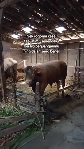 aamiin#doaibu #sobatngaret #peternakmuda 