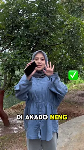 “Musim hujan membuat durian sering terasa kurang manis. Kelebihan air di tanah membuat buah menyerap banyak cairan sehingga kadar gula menjadi encer. Ditambah minim cahaya matahari, pembentukan gula dalam buah tidak maksimal, akibatnya durian terasa hambar meski ukurannya besar.” #Durian #MusimHujan #DurianHambar #FaktaDurian #DurianLovers #DurianIndonesia #PetaniDurian #BuahNusantara #edukasidurian 