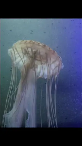 photos taken on my iphone 5 #aquarium #iphone5 #digitalcamera #berlin 