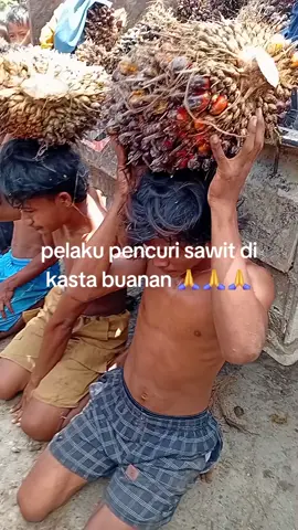 puncuri sawit kasta buana