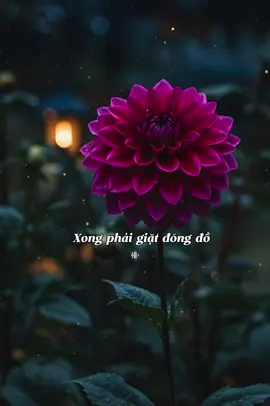 Tui có vợ mà không có vui #tamtrang #Xuhuong 
