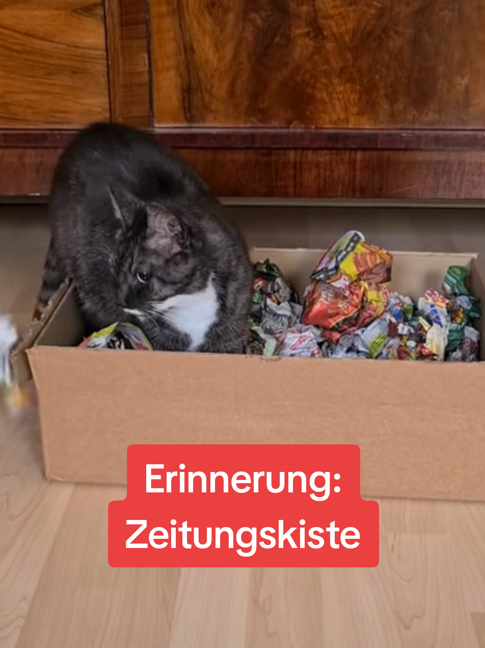 #erinnerung Eine einfache und schnell gemachte Katzenbeschäftigung. Training für Nase und Köpfchen 😻