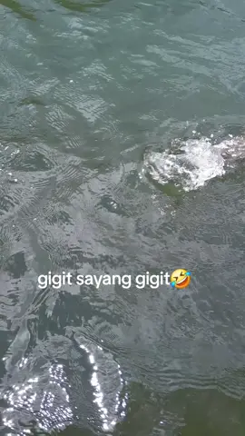 apa lagu ni pening kepala 🤣 #muarawaisai #rajaampat #ikanzclothing🐟 #fishing #ebsf #tridentechexploder #tridentech #