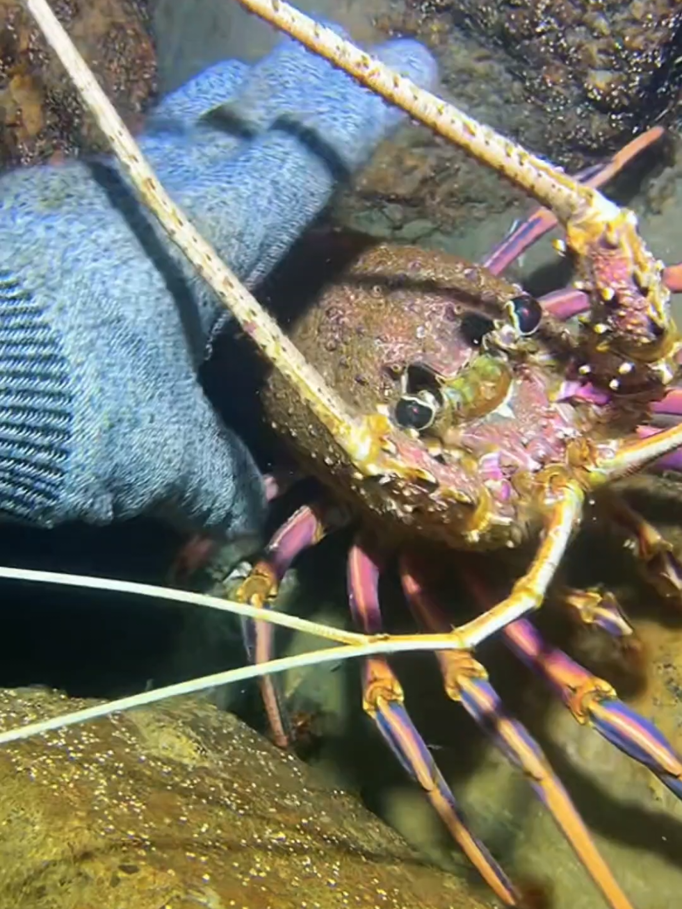 #diving #crab #catchthesea #seaside #seafood 