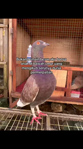 #fypシ゚ #merpatikolongbebas #merpatipandeglang #merpatikolong #kenwood 