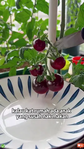 Lagi rare dari cherry tomato biasa!#Sayur #Buah #tanaman #lmport #Keluarga