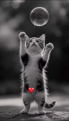 #creatorsearchinsights #viral #viraltiktok @biniym82 