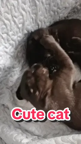 #cat #tiktok #cutecat #