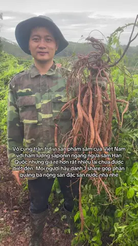 Sâm Nam Núi Dành ai đã từng nghe tên #tungnui #samnamnuidanh #samvietnam #dacsan #nongsanviet 