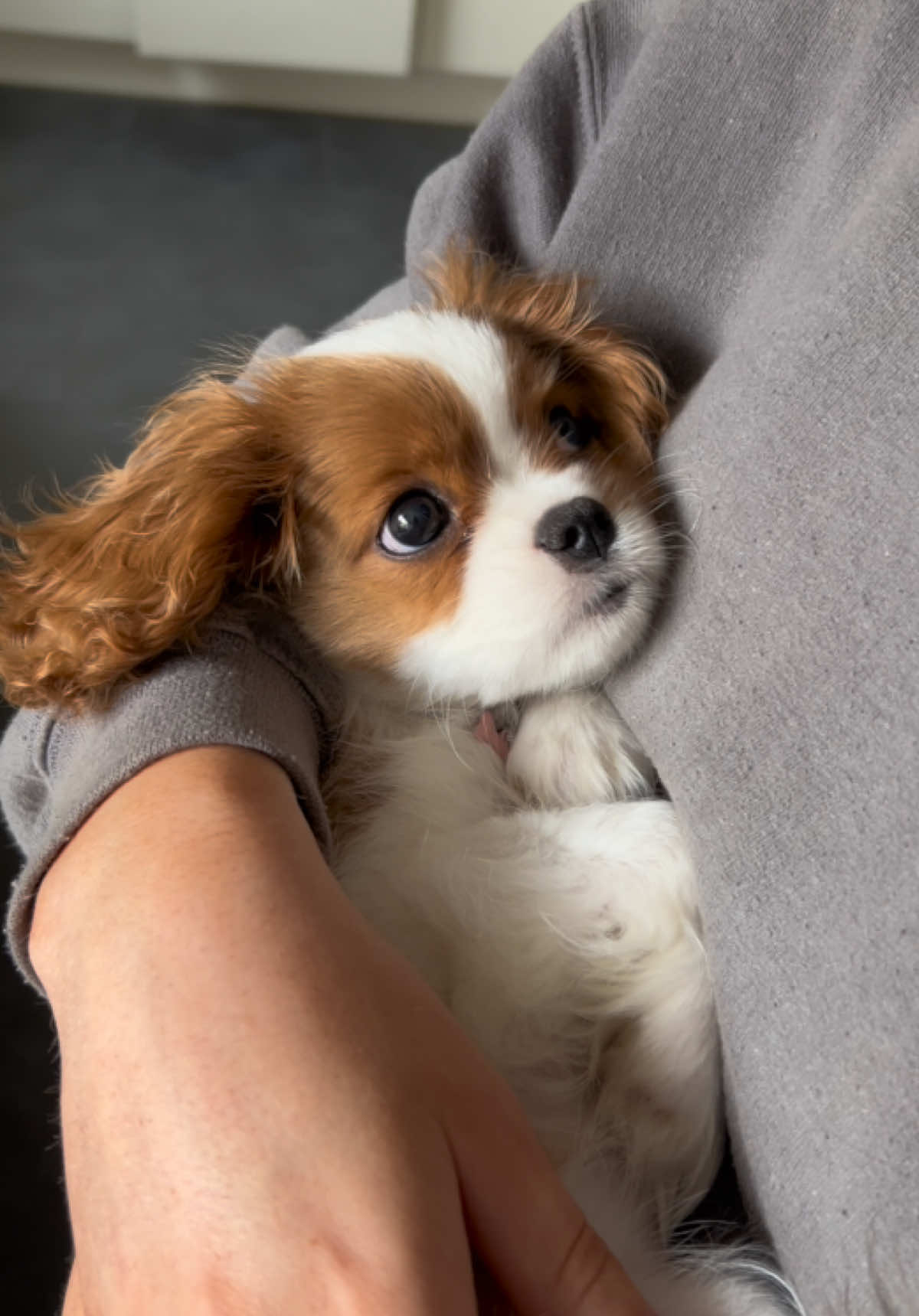 Gracie loves being held like a baby 🥹 #cavalierkingcharles #puppy #dogtok #lady #dog 