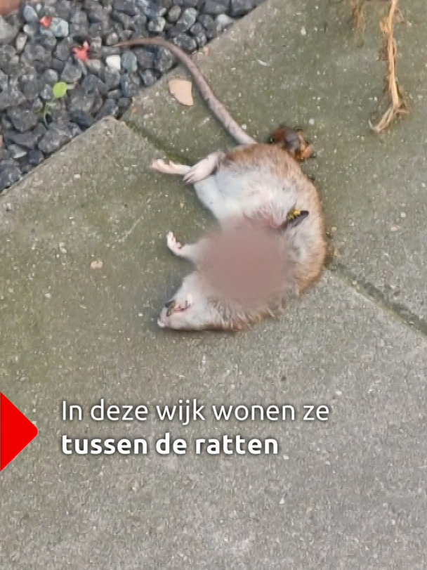 Een rattenplaag in de Bredase volkswijk Tuinzigt wordt steeds erger en buurtbewoners zijn het spuugzat. #omroepbrabant #ratten #breda #nieuws