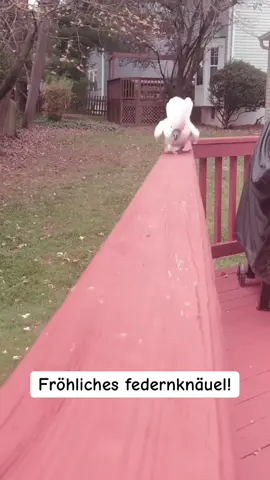 Fröhliches federnknäuel!#cockatoos #parrot #viralbird #parrotsings #funnypets 