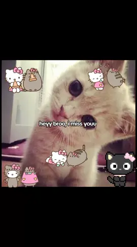 kmu ga kngenn manusia imuff seperti akuu??#catlover #cats #4u #moots? #masukberanda #xybca #4upage #question #streak #fypシ゚ #fyp 