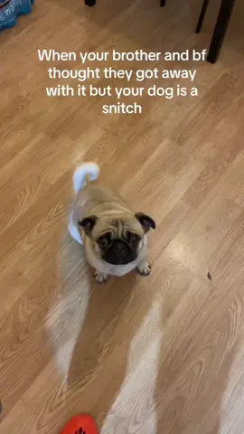 Throwback to when I had my personal snitch 😭 #lolaandtiara #pug #funnypug #funnydogs 