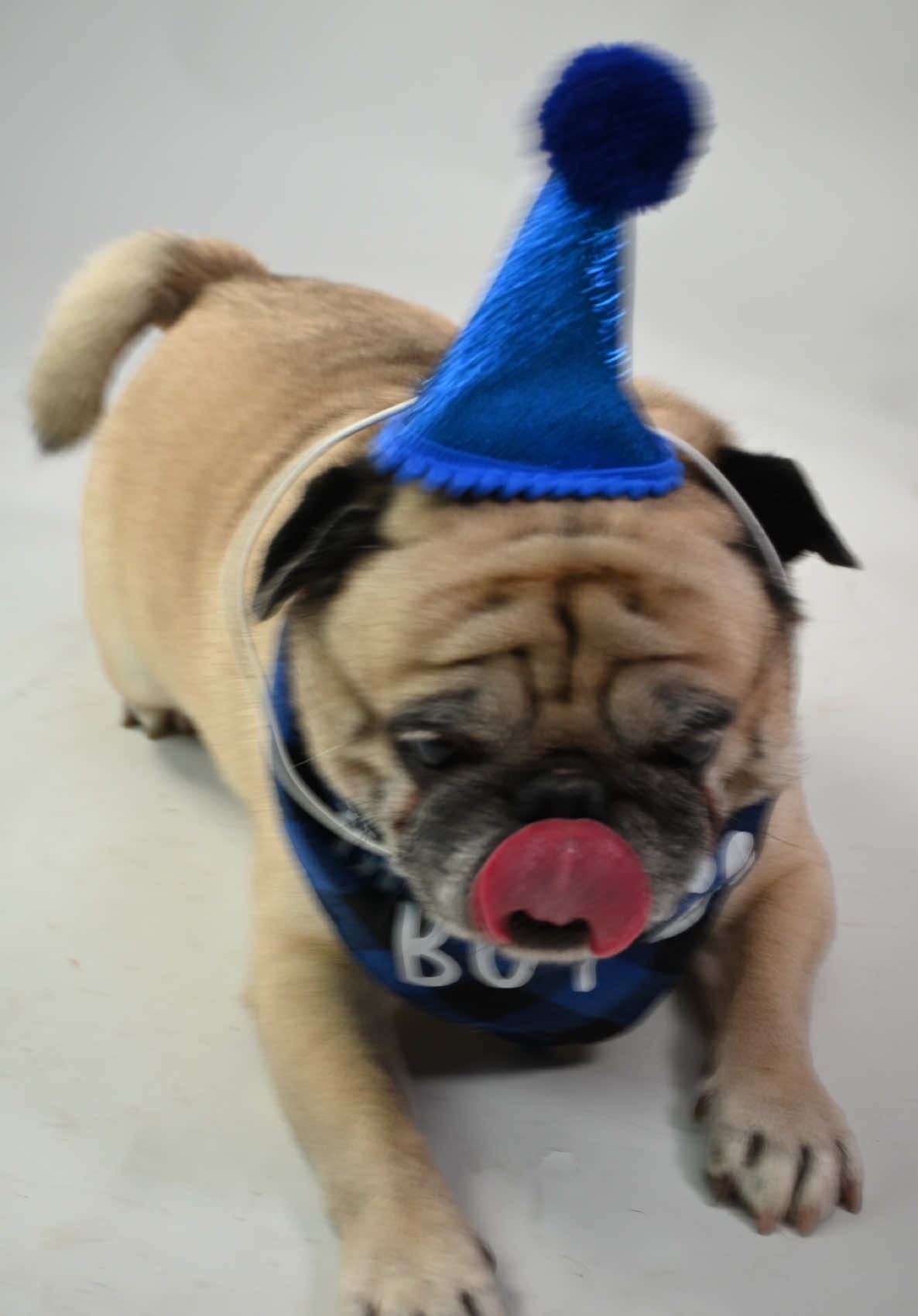 Mi príncipe azul en su shooting cumpleañero🥹🩵🩵🩵🩵🩵🎂 #pug #pubglover #dogsoftiktok #cumpleaños 