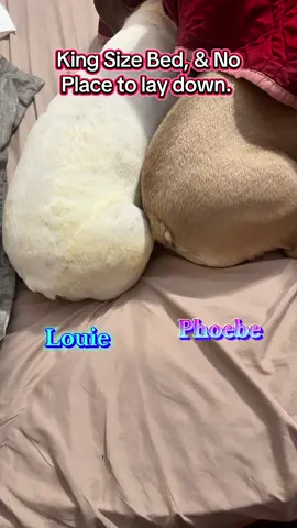 King Size Bed full of Frenchies and I’m stuck sitting on edge. It’s their world, we just reside in it. We have nice linens but we have dog friendly linens most the time. Sophie is in diapers at night so we make sure she has waterproof linens.  #bedhogs #tailof4frenchies #tailoffourfrenchies #PetsOfTikTok #frenchiesoftiktok 