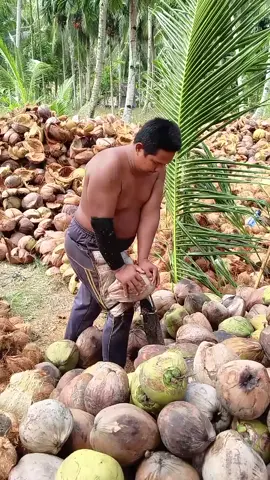 ngupas kelapa lokal    bekerja lah Kwan, karna hidup ini butuh mkn dan cuan  #sumsel_palembang_sumatra_selatan_banyuasin_Makarti_Jaya #PETANI_KELEPA_FYP_...?...