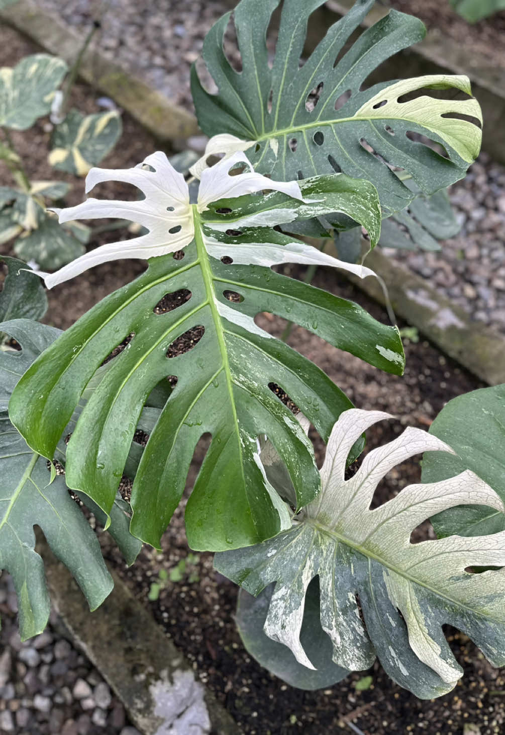 Monstera Lovers 🪴 #monstera #monsteralovers #monsteradeliciosa #monsteravariegata #plant #plantlover #fyp #viral 