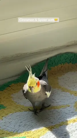 Soooo dramatic 🥲✨ . . .#cockatielsoftiktok #cockatiel #forupage #parrot 