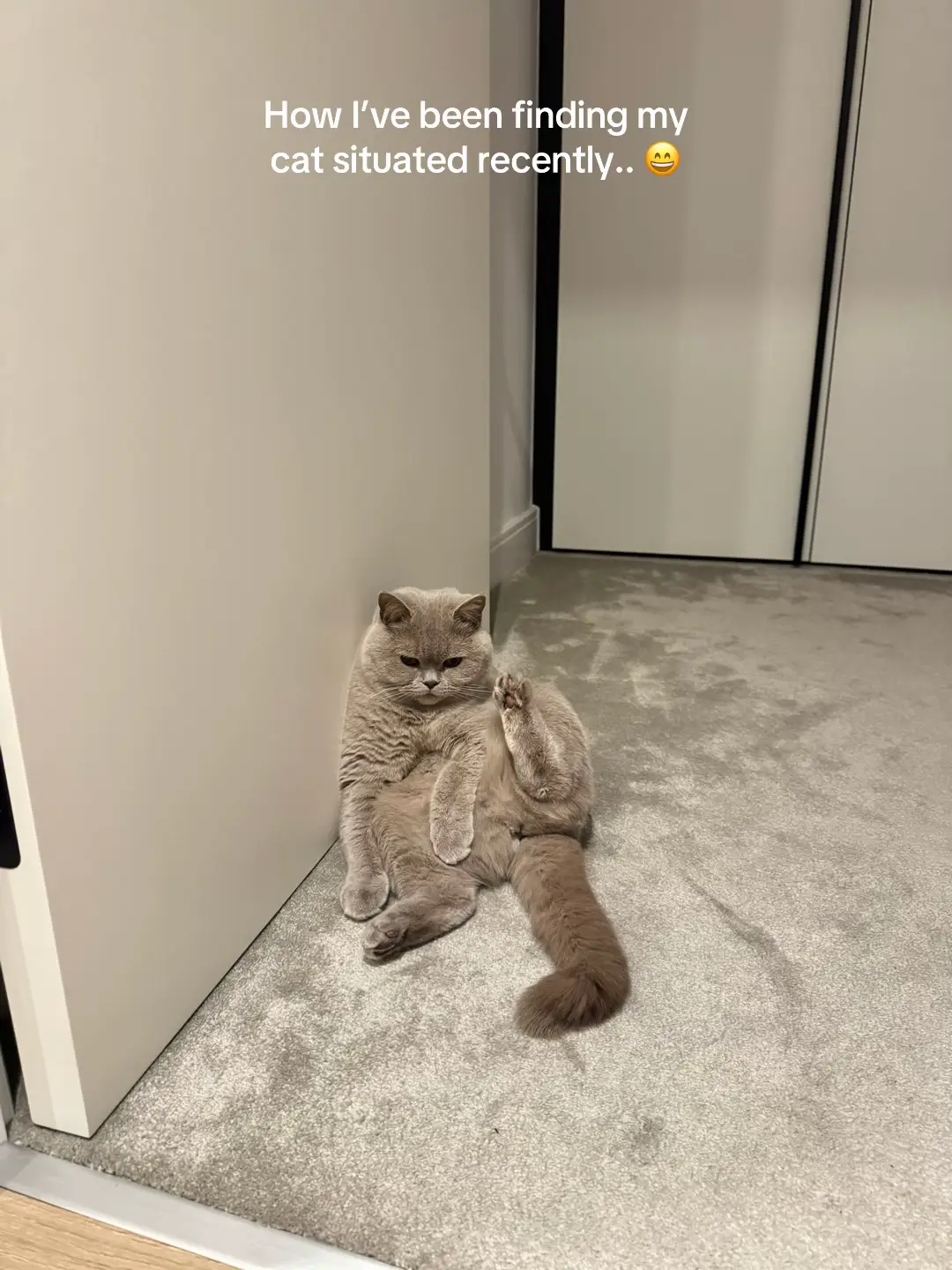 Recently she’s been sitting in the strangest ways… which slide is the weirdest? 👀 #cat #cute #funny