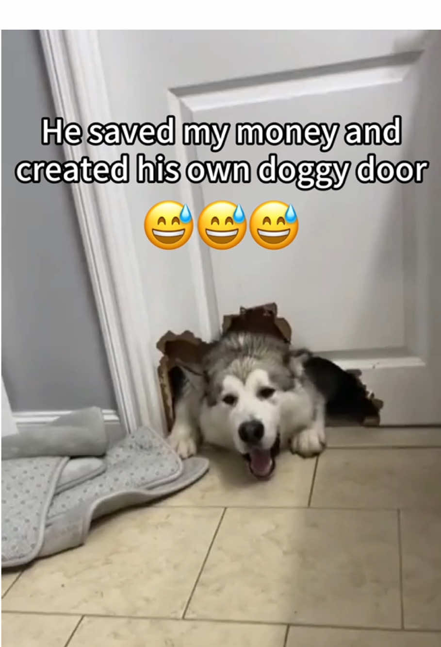 Living with the husky 🐶😂😂 #funnymoments #dogsoftiktok #foryou #dogslover #huskysoftiktok 