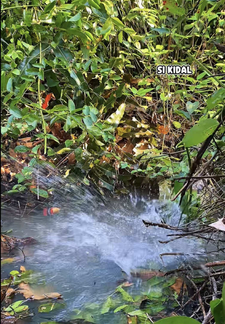kalo mau boncos ada aja gebrakannya #SIKIDAL #fyp #fypage #fishing #mancing 