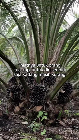 #sawitontiktok #sambaspride⚡ #sawit #jawai #sawitkalimantan 