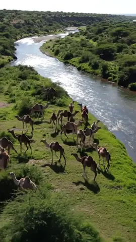 #soomalitiktok🇸🇴🇸🇴🇸🇴🇸🇴🇸🇴🇸🇴😍💯 #dhulsoomaliyed🏞🏞🏞🏞✅️🏞✅️✅️🏞 #joharsomalia💚🤍💙🇸🇴🇸🇴🇸🇴🇸🇴🇸🇴 