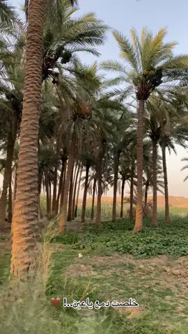 #تصويري_احترافي_الاجواء👌🏻🕊😴 #حديثه_عذراء_الانبار #حديثتنا❤ #تفاعلكم #الانبار #بروانه_حديثه_حقلانيه #حديثه_مدينتي #ابوياسر_المصور #متابعه_ولايك_واكسبلور_فضلا_ليس_امر 