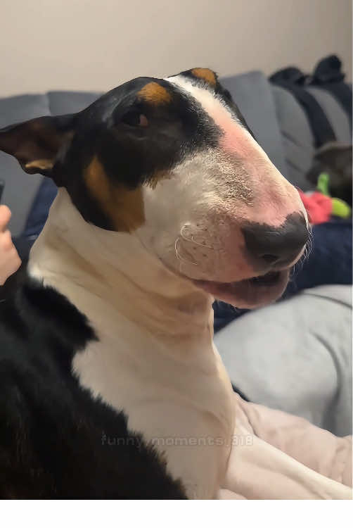 My dog has a lot to say 🤣😂🐶#dog #dogsoftiktok #fyp #foryou #funnydog #pet #funnyvideos #funnytiktok 