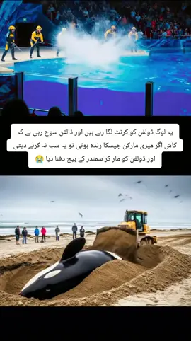 #dolphinincident #orcavstrainerincidentb #tamrietollison #dolphinattack #orcavsdolphin 