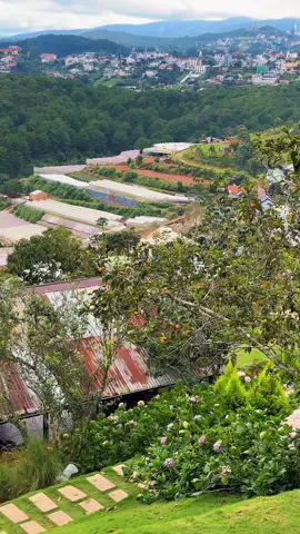 Có những mùa hồng đi qua phố núi, để lại trong lòng người thứ dư vị ngọt ngào, vừa mong manh vừa bền chặt như một mối tình chưa kịp gọi tên. #DaLatReview3T #dalat #tiemcaphenhacuathong #dalatreviewtattantat #nhacuathong 