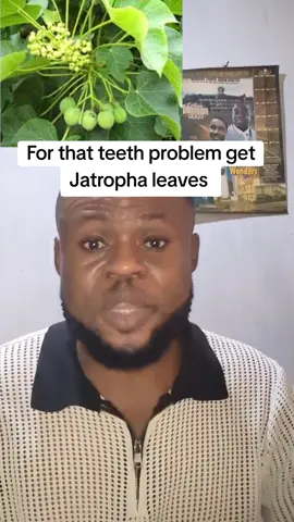 For that teeth problem get jatropha leaves #jatropha #spirituality #creatorsearchinsight #goviral #proftdrprincewalter 