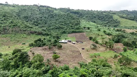 It’s already a beautiful time on the fram. #farmer #ghana #dronevideo #viral #fyppppppppppppppppppppppp @Ask Studios @Nlcghana @Pee @Samuello  
