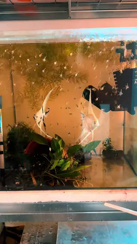 #aquasvetsk #angelfish #aquarium #slovakia 