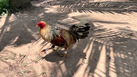 #xhuongtiktok 