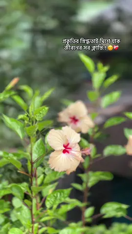 প্রকৃতির স্নিগ্ধতাই মিশে যাক জীবনের সব ক্লান্তি.! 😊❤️‍🩹#caption 