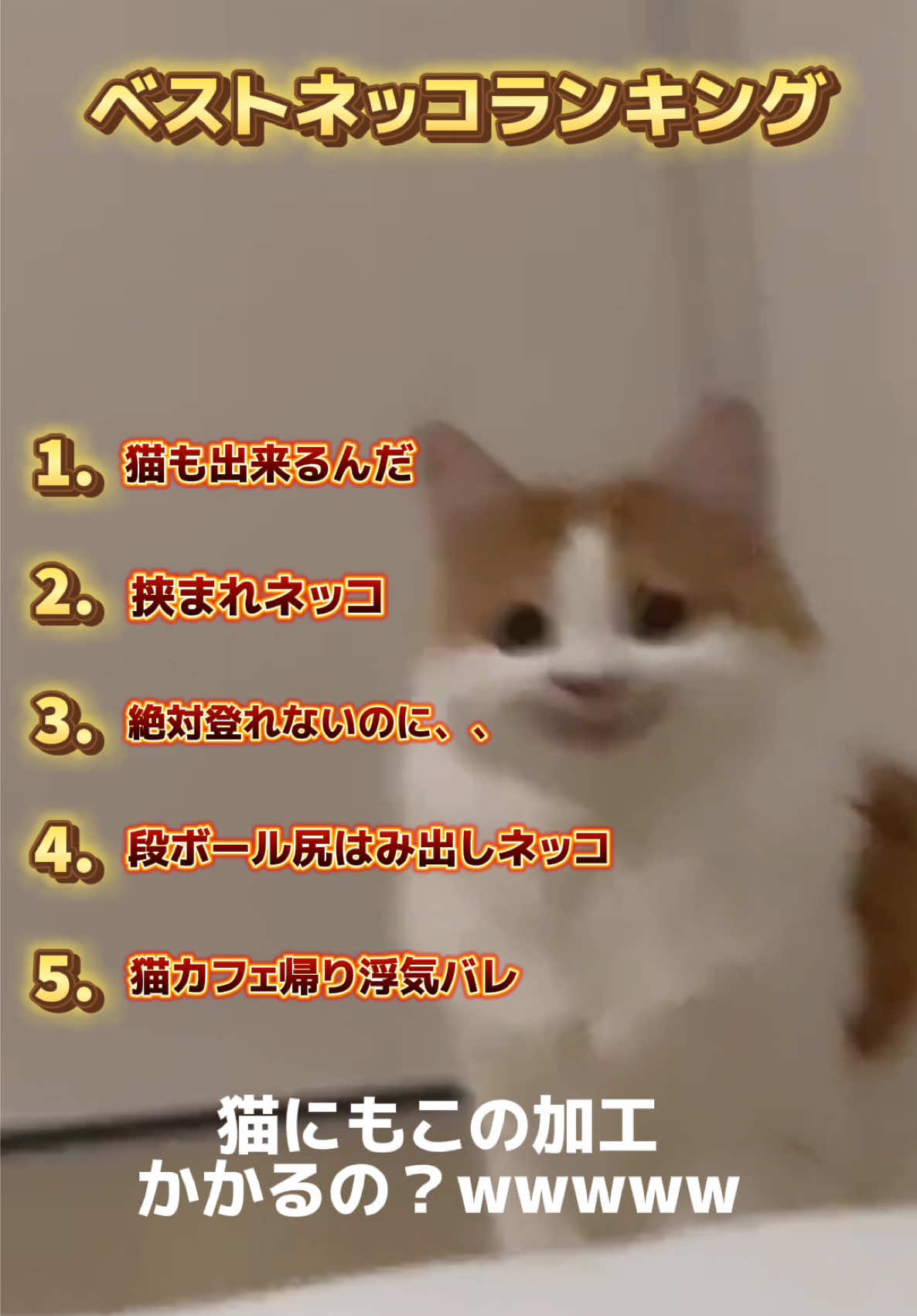 おもしろ猫ちゃんランキング作ってみました。 #ねこ #猫のいる生活 #おもしろ動画 #ランキング動画 