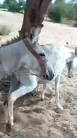 #gadha #animals #fouryoupag #pleasefollowtiktokteamviralvideo💯 