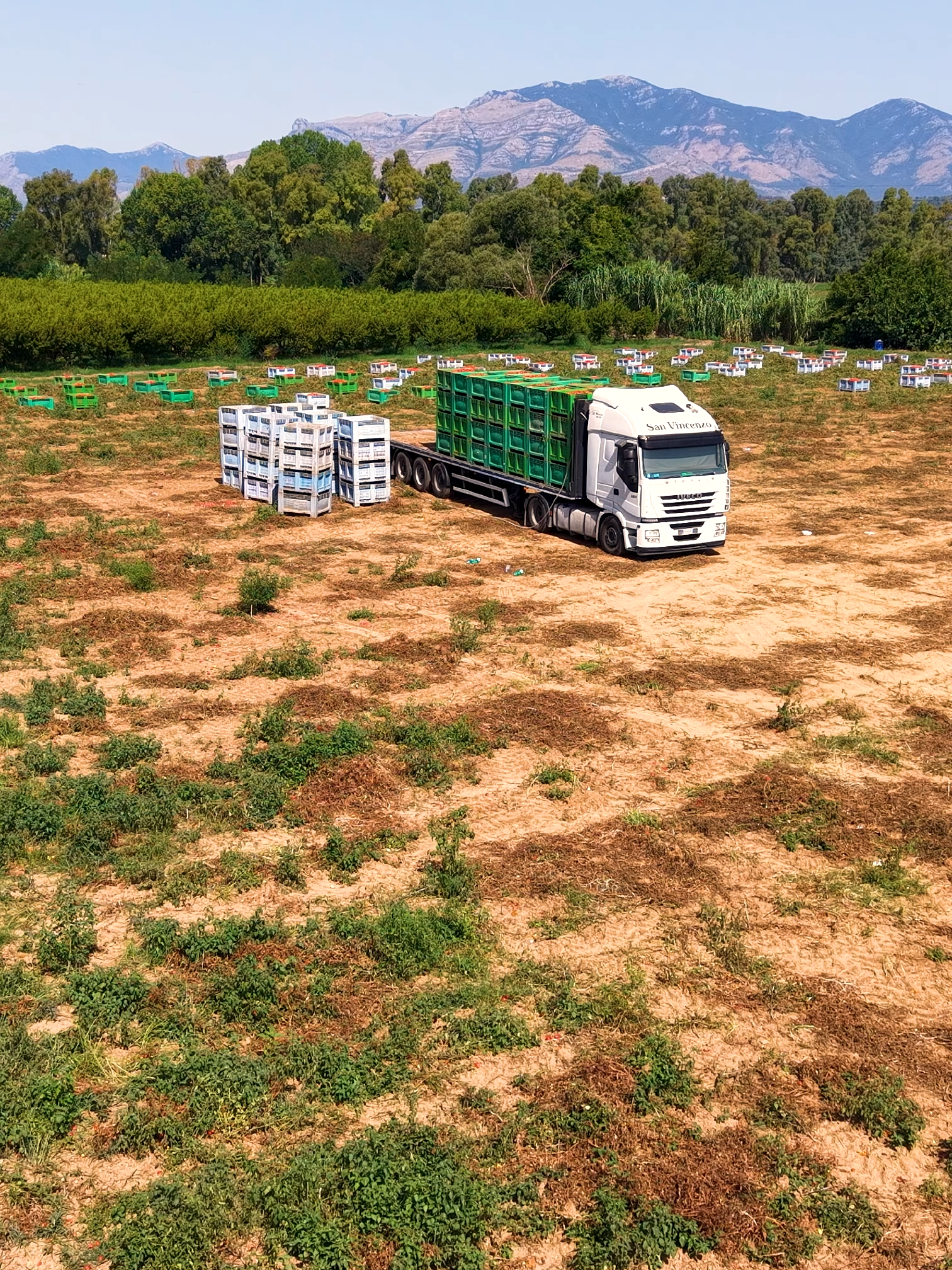 La nostra terra, i nostri pomodori, la nostra opportunità, il tuo benessere. Scegli Ager Campanus, sempre. #OPagerCampanus #DalNostroTerraAlTuoTavolo #Sostenibilità #sostenibilitá #qualità #StopPlastica #AgerCampagnus #NuoviImpianti #consigli #Crescita