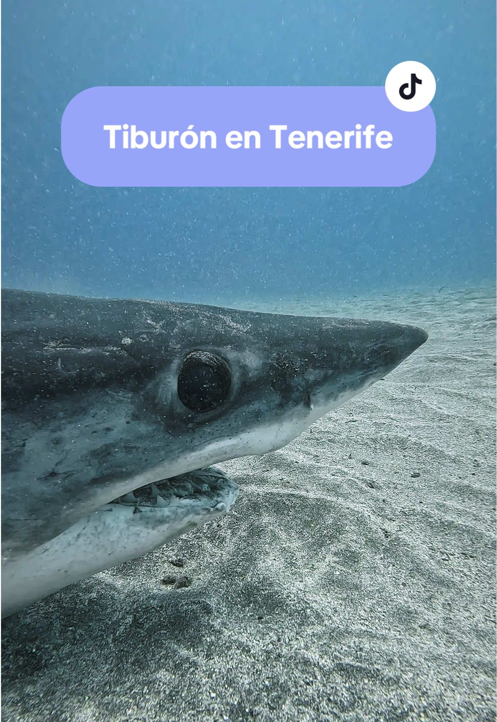 Finalmente, la hembra de tiburón marrajo (o mako) que habíamos visto en una playa de Tenerife apareció sin vida. El simple hecho de que llegara a la orilla ya era una señal de que algo no iba bien. A pesar de los intentos de varias personas por devolverla al mar, no logró recuperarse. Examinamos su cuerpo buscando alguna pista que explicara lo ocurrido, pero no hallamos señales externas. Esto hace más difícil conocer la causa de su muerte y nos lleva a pensar que pudo deberse a un problema interno: una enfermedad, la ingesta de plásticos o algún daño invisible a simple vista. Resultó muy triste contemplar el cuerpo sin vida de un animal tan imponente. Impresiona verla así, rígida y quieta en el fondo, cuando en vida estos tiburones son pura velocidad, capaces de cruzar océanos enteros. #tiburon #islascanarias #animales #naturaleza #buceo 