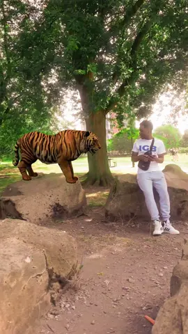 Tiger helps make a rap song
