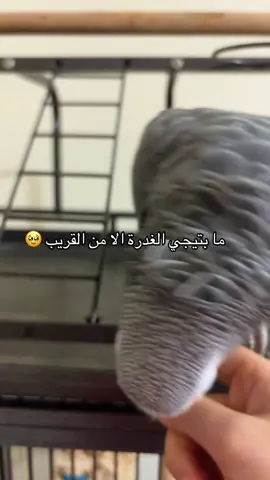 😂😂😂#fyp #ببغاء_كاسكو #following #نوم #جاكو 