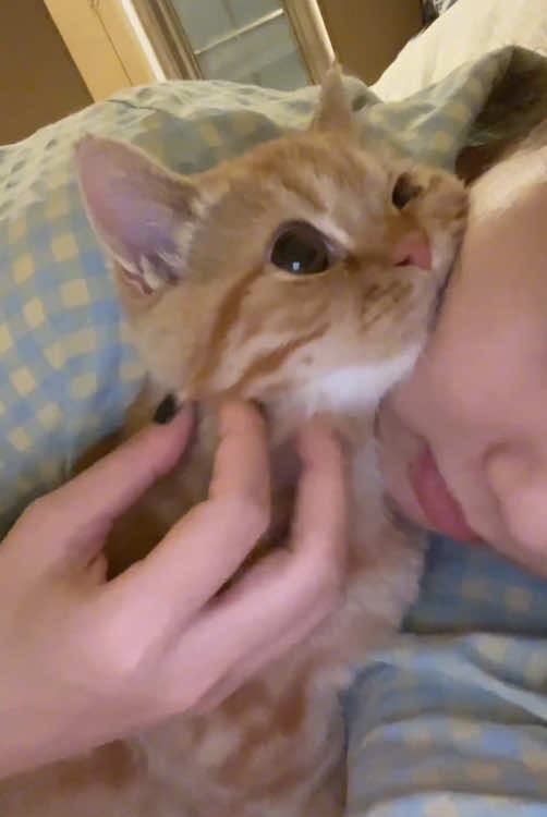 Cats who like to Cling to people. ❤️💕💕